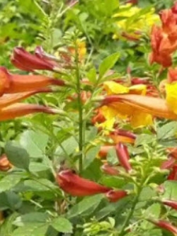 ต้นทองอุไร มิคกี้เม้าส์ สูง 50-70 ซ.ม. / ต้น