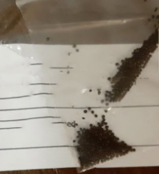 งาช้าง (Sansevieria Cylindrica) สีส้ม / 50 เม็ด (Vietnam)