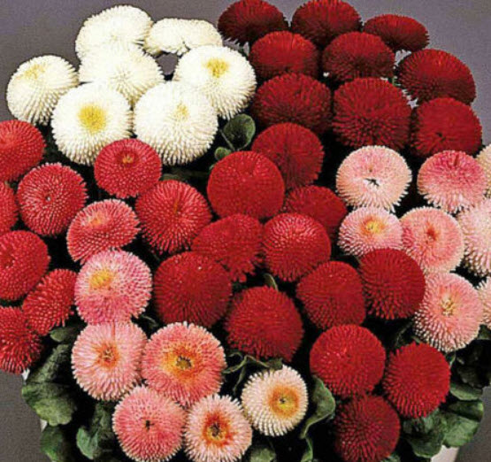 เดซี่ปิงปอง (Daisy pompons) / ซอง 300 เม็ด (Ukraine)