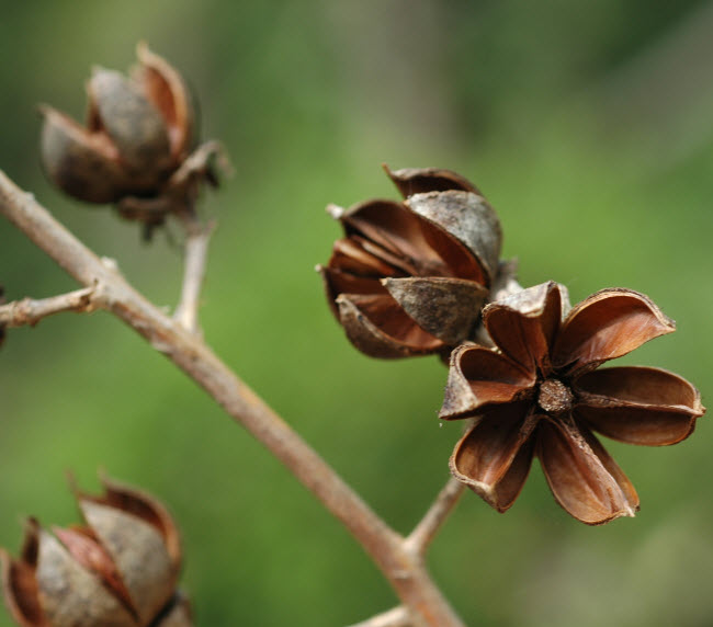 เมล็ดตะแบก (Bungor) / 100 เม็ด