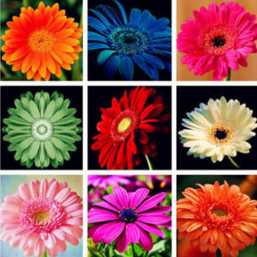 เยอบีร่า (Gerbera) คละสี / 25 เม็ด (นอก)