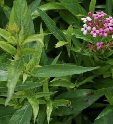 ต้นเข็มชมพูนุช ดอกสีชมพู กระถาง 8 นิ้ว สูง 30-50 ซ.ม.