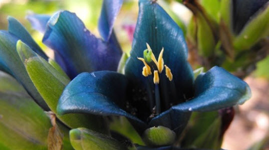 Blue Puya หรือ Turquoise Puya / 5 เม็ด (Spain)