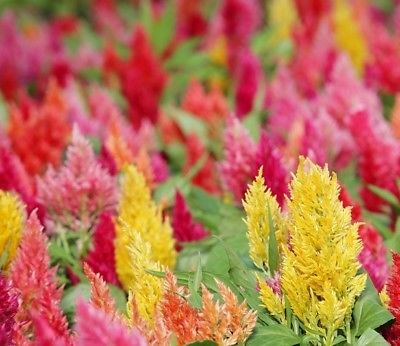 สร้อยไก่ (Plumed Cockscomb) คละ / 900 เม็ด (UK)