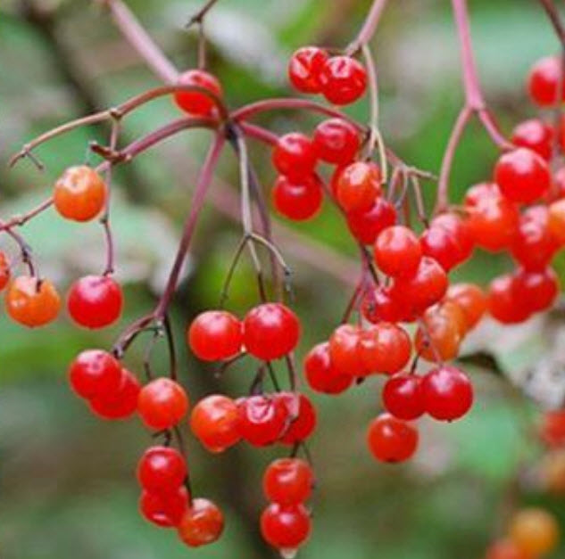 มินิแอปเปิ้ลบอนไซ (Mini apple) / 10 เม็ด (นอก)