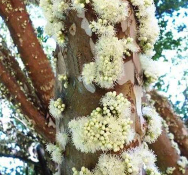 องุ่นบราซิล (Jaboticaba) ผลขาว / 25 เม็ด