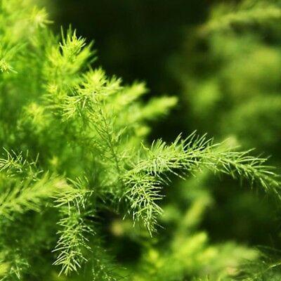 โปร่งฟ้า (Setose Asparagus) / 50 เม็ด (นอก)