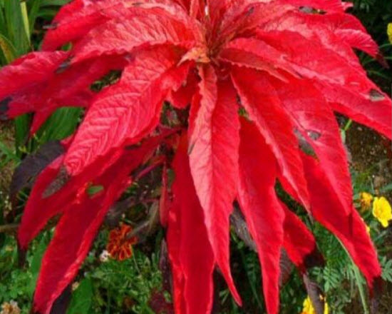 ผักโขมแดง (Amaranthus tricolor) / 650 เม็ด (UK)