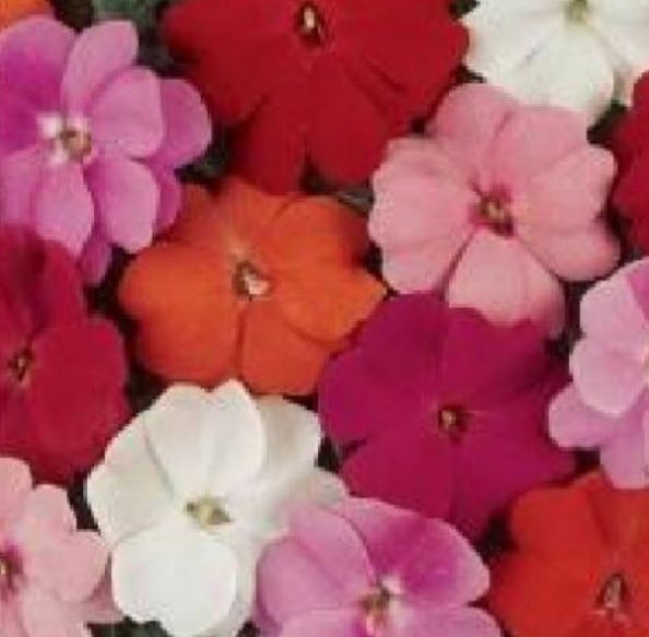 เทียนนิวกินี (New Guinea Impatiens -Divine Mixed F1) / 10 เม็ด (UK)