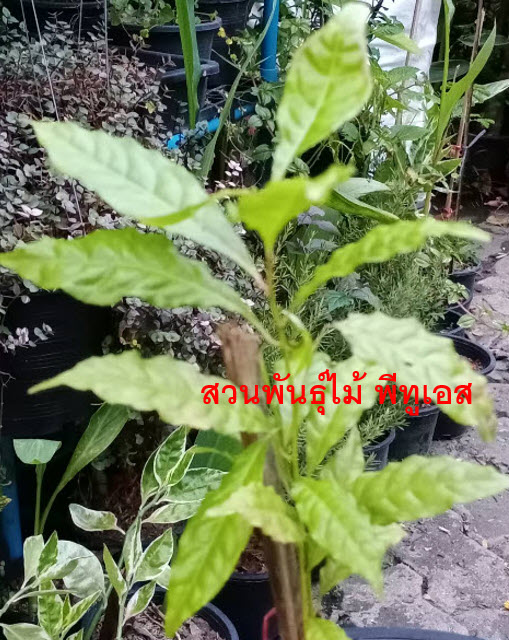 ต้นรุทรักษะ หรือ น้ำตาพระศิวะ กระถาง 8 นิ้ว สูง 20-30 ซ.ม.