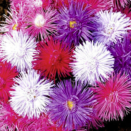 แอสเตอร์ ไจแอนท์ เรย์ (Aster - Giant Ray) ต้นสูง คละ / 200 เม็ด (UK)