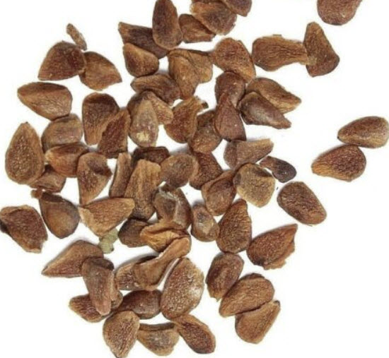 มะฮอกกานีจีน (Chinese Mahogany) หรือฟลามิงโก้ / 50 เม็ด (France)*