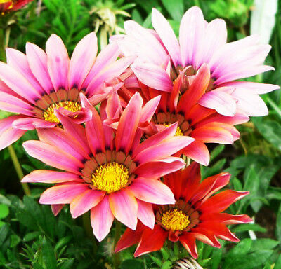 กาซาเนีย (Gazania) คละ / ซอง 50 เม็ด (A029)