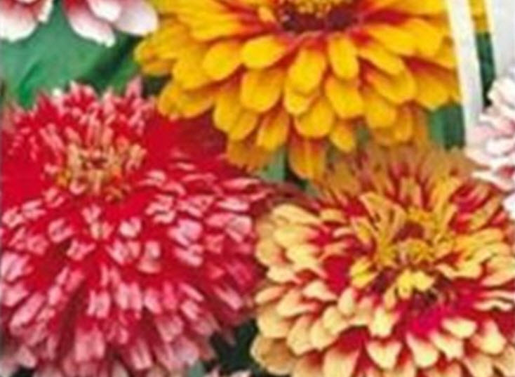 บานชื่น (Zinnia Karusel) คละสี / 50 เม็ด (Ukraine)