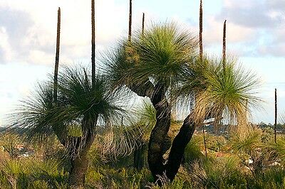 หญ้าออสเตรเลีย (Australian grass) / 10 เม็ด (Australia)