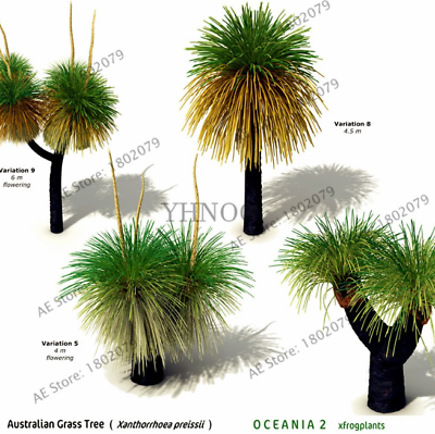 หญ้าออสเตรเลีย (Australian grass) / 100 เม็ด