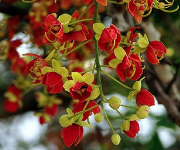 คูณแดง บริวสเตอร์ แคสเซีย (Red Brewsters Cassia) / 10 เม็ด (Australia)