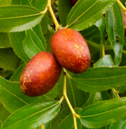 บ๊วย บอนไซ / 10 เม็ด (นอก)