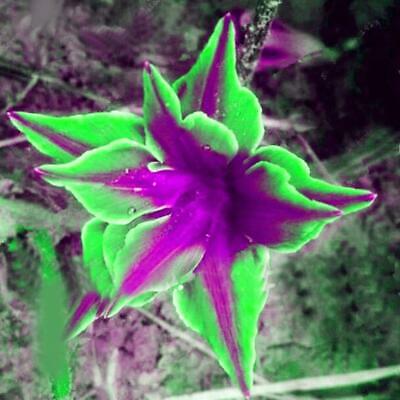 ไลซิแอนธัส (Lisianthus) สีเขียว-ม่วง / 25 เม็ด