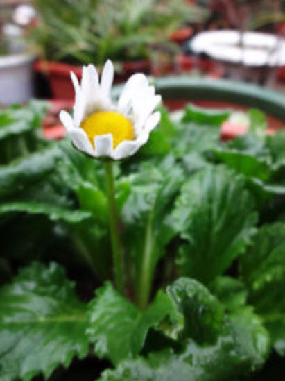 เดซี่ (Daisy) สีขาว / ซอง 50 เม็ด (A228)