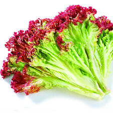 สลัดผักกาดแดง (Red Leaf Lettuce) / ซอง 100 เม็ด