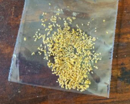 ฟิโลเดนดรอน ก้านป่อง / 50 เม็ด (Australia)