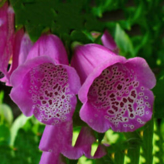 ดิจิทาลิส (Digitalis / Foxglove) คละ / 10,000 เม็ด