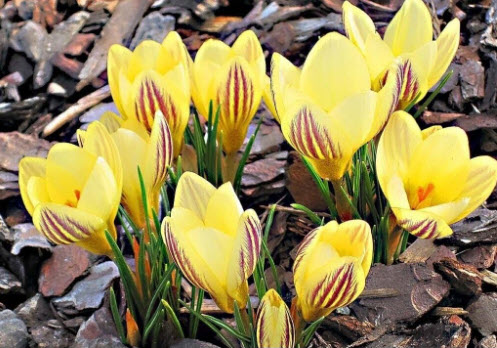 หญ้าฝรั่น (Saffron Crocus) สีเหลือง / 10 เม็ด (China)