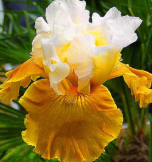 ไอริส (Bearded Iris) คละ / 50 เม็ด