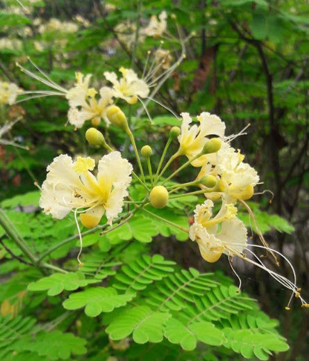 หางยกยูงไทย สีเหลืองอ่อน / 15 เม็ด หายาก