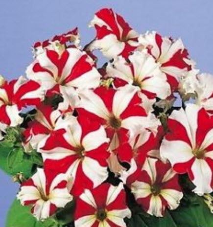 พิทูเนีย สเตลล่าริส (Petunia Stellaris) / ซอง 300 เม็ด (Ukraine)