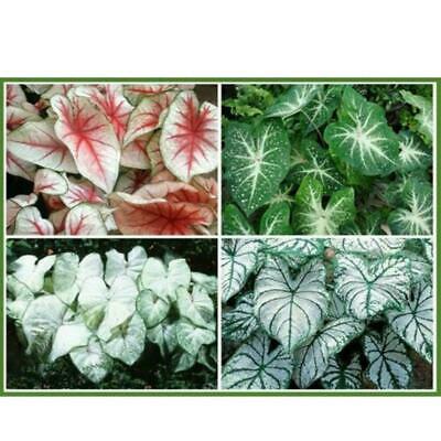 บอนสี (Caladium) คละ / 100 เม็ด (นอก)