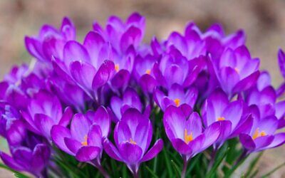 หญ้าฝรั่น (Saffron / Crocus) คละ / 50 เม็ด (Russia)