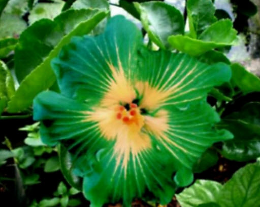 ชบา สีเขียว (Green Hibiscus) ไส้เหลือง / 50 เม็ด (นอก)