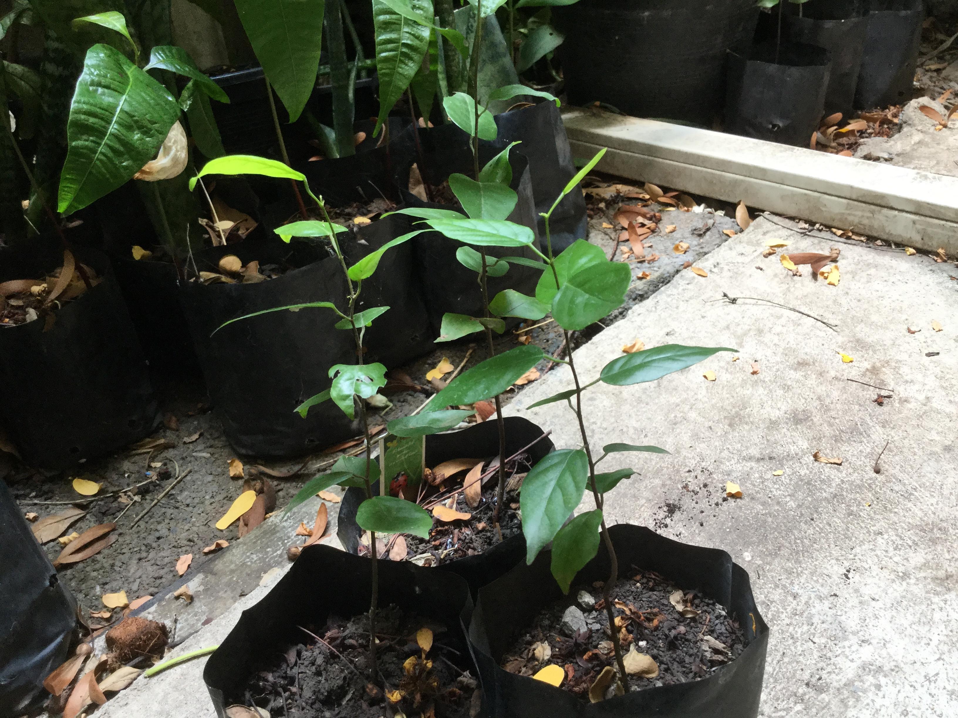 ต้นกล้าตะเคียนทอง เพาะเมล็ด ถุงดำ สูง 10-30 ซม.