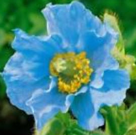 ป๊อบปี้ หิมาลายัน (Himalayan Poppy) สีฟ้า / 50 เม็ด