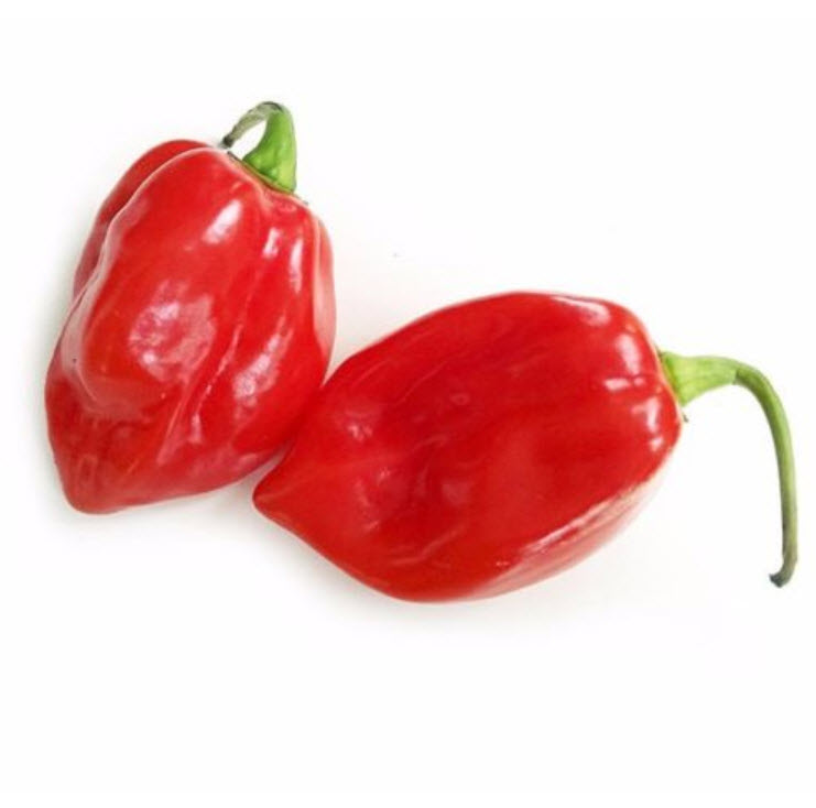 พริก Savina Habanero แดง / 100 เม็ด (Sri Lanka)