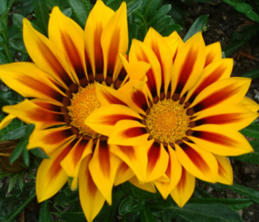 กาซาเนีย - ซันชายน์ (Gazenia - Sunshine) พันธุ์ดอกใหญ่พิเศษ คละ / 150 เม็ด (UK)