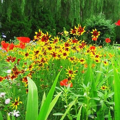 ดอกไม้ป่า คละ สำหรับพื้นที่แห้งแล้ง สูง 40-55 ซ.ม. / ซอง 200 เม็ด ( K007)