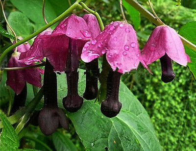 กระดิ่งม่วง (Purple Bell) / 10 เม็ด (UK)