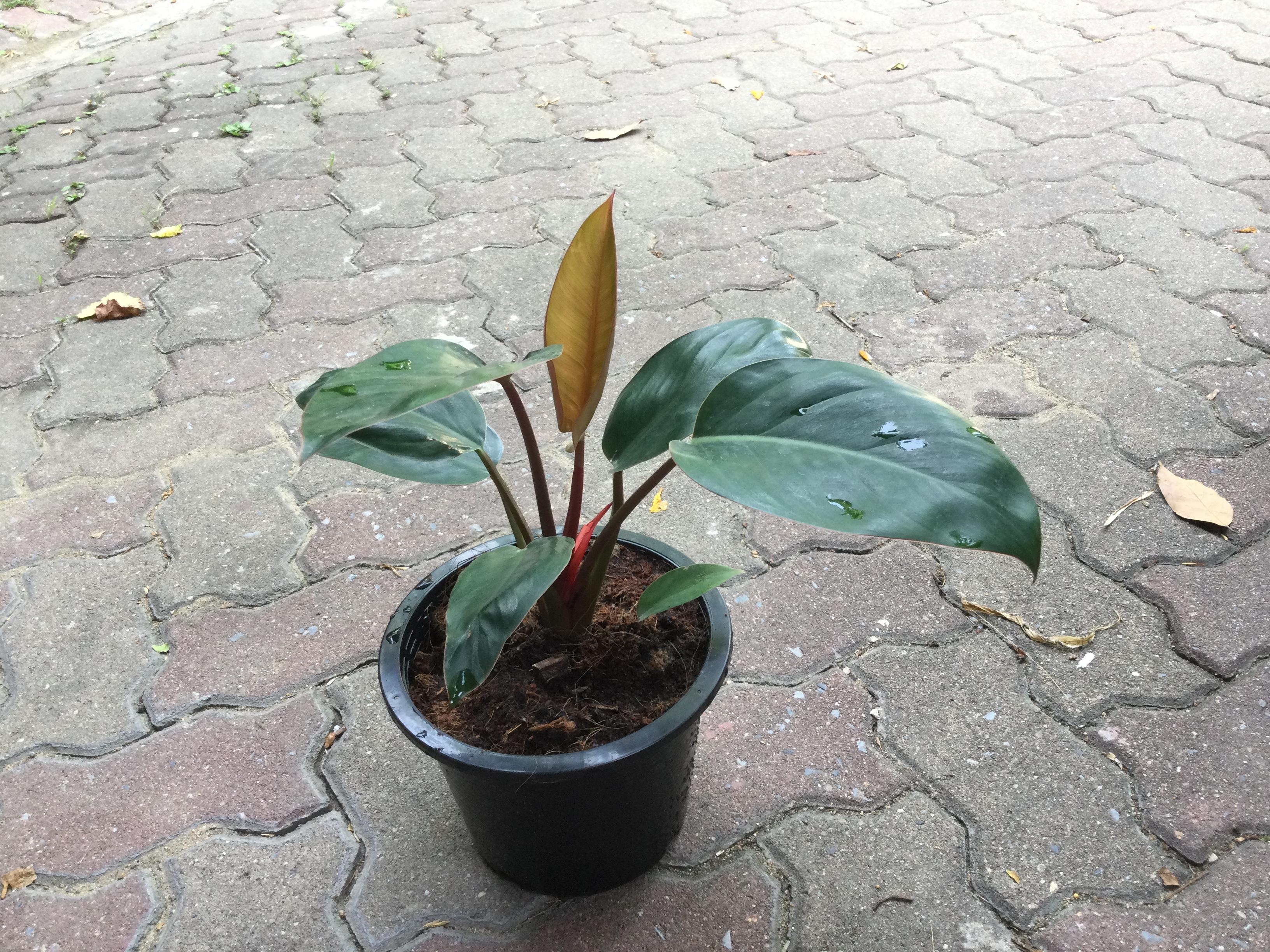 ฟิโล เรด คองโก (Red Congo Philo) กระถาง 8 นิ้ว