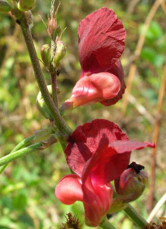 ถั่วผี หรือถั่วกระเป๋า ดอกแดง / 25 เม็ด (หายาก)