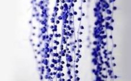 เพิร์ล คลอโรฟีทัม (Pearl Chlorophytum) สีน้ำเงิน / 50 เม็ด