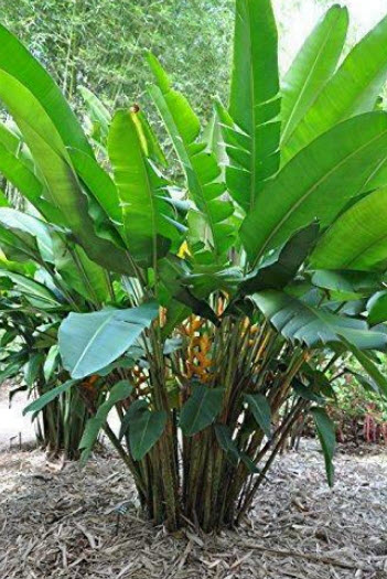 เฮลิโคเนีย (Heliconia champneiana - Splash) / 5 เม็ด (Portugal)