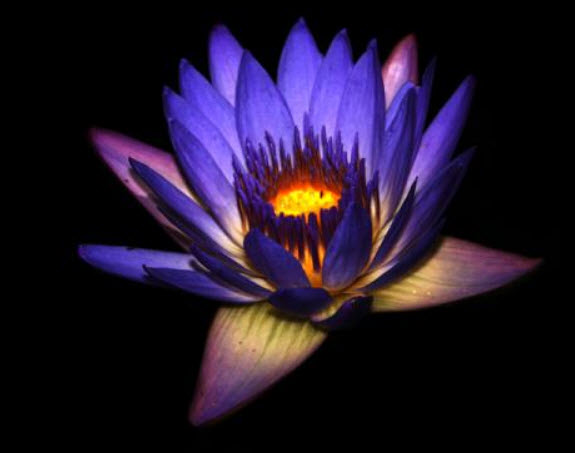 บัวสีน้ำเงิน (Blue Waterlily) / 200 เม็ด
