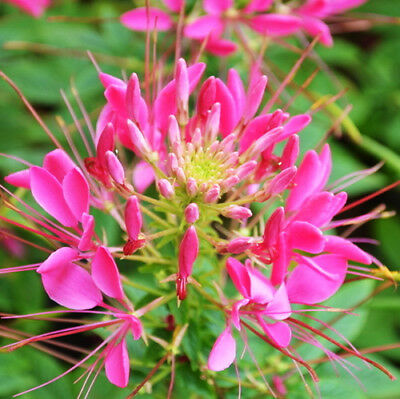 เสี้ยนฝรั่ง (Spider flower) คละ / ซอง 80 เม็ด (P2S)*