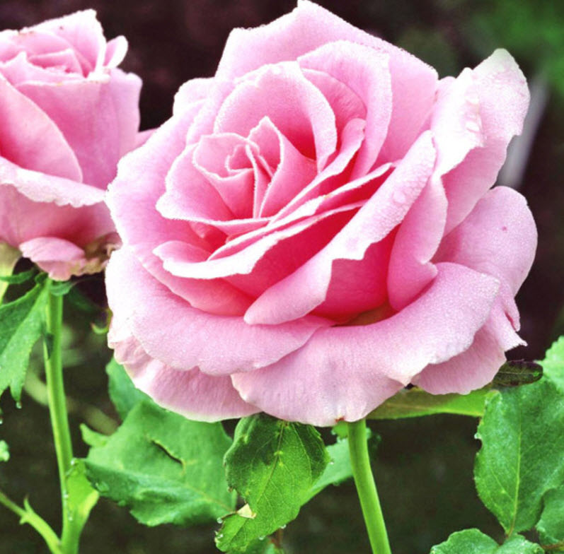 กุหลาบชมพู (Pink Rose) / 100 เม็ด (MG-5)