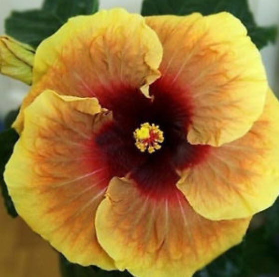 ชบาดอกยักษ์ (Giant Hibiscus) คละสี / 100 เม็ด (นอก)