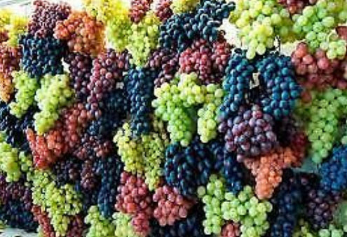 องุ่นลูกกลม (Grape) คละ / 50 เม็ด