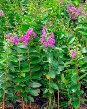 ต้นยี่เข่ง สีชมพู ถุงดำ สูง 60-70 ซ.ม. / ต้น